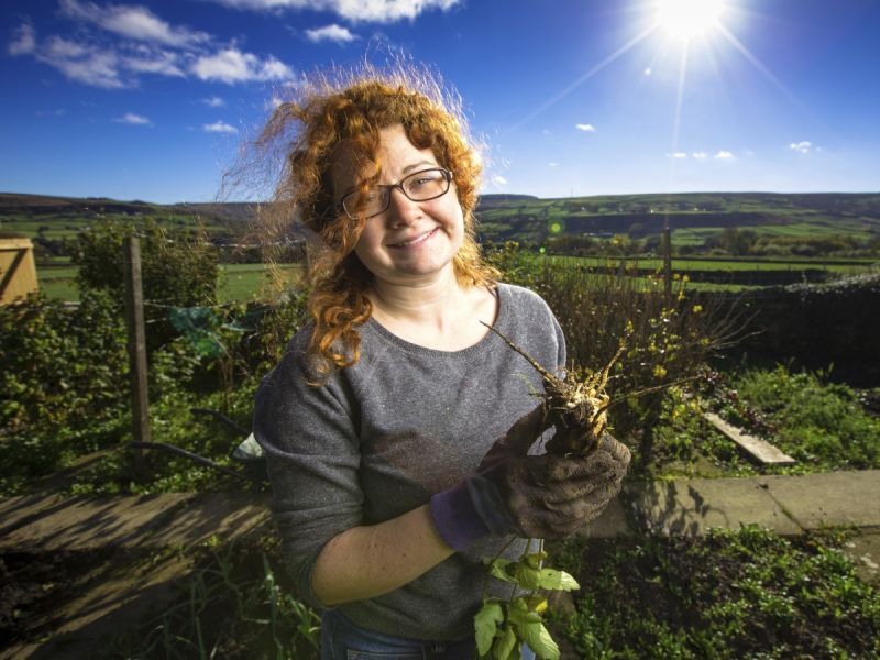 Woman holding a turnip or parsnip in a vegetable garden, Yorkshire, UK