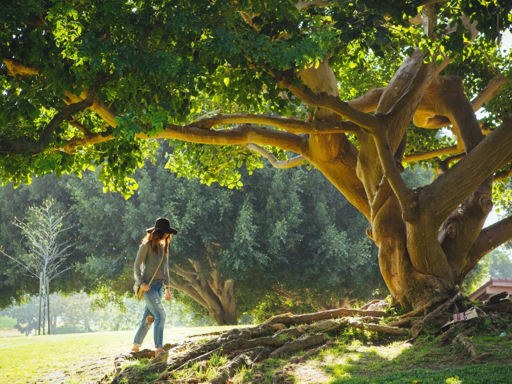 A woman is walking up to a large tree with exposed roots in the sunshine