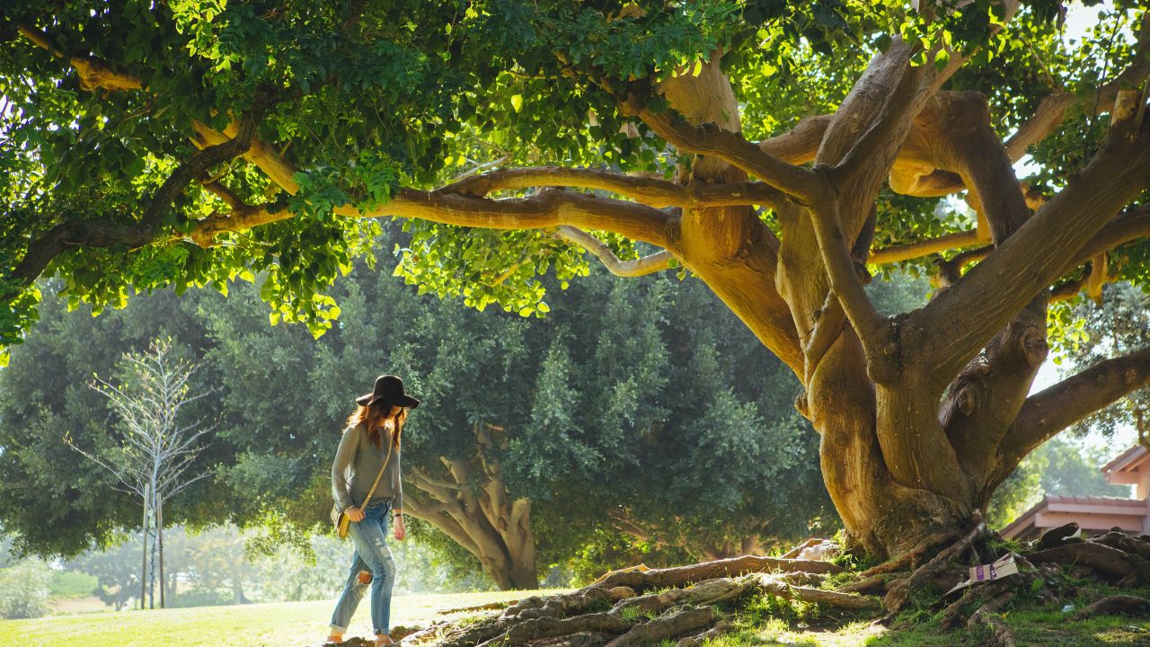 A woman is walking up to a large tree with exposed roots in the sunshine