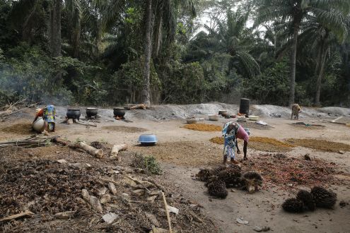 A group of women making palm oil in a forest clearing