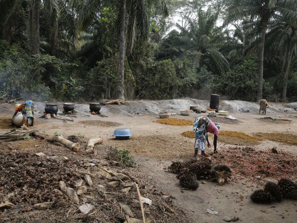 A group of women making palm oil in a forest clearing