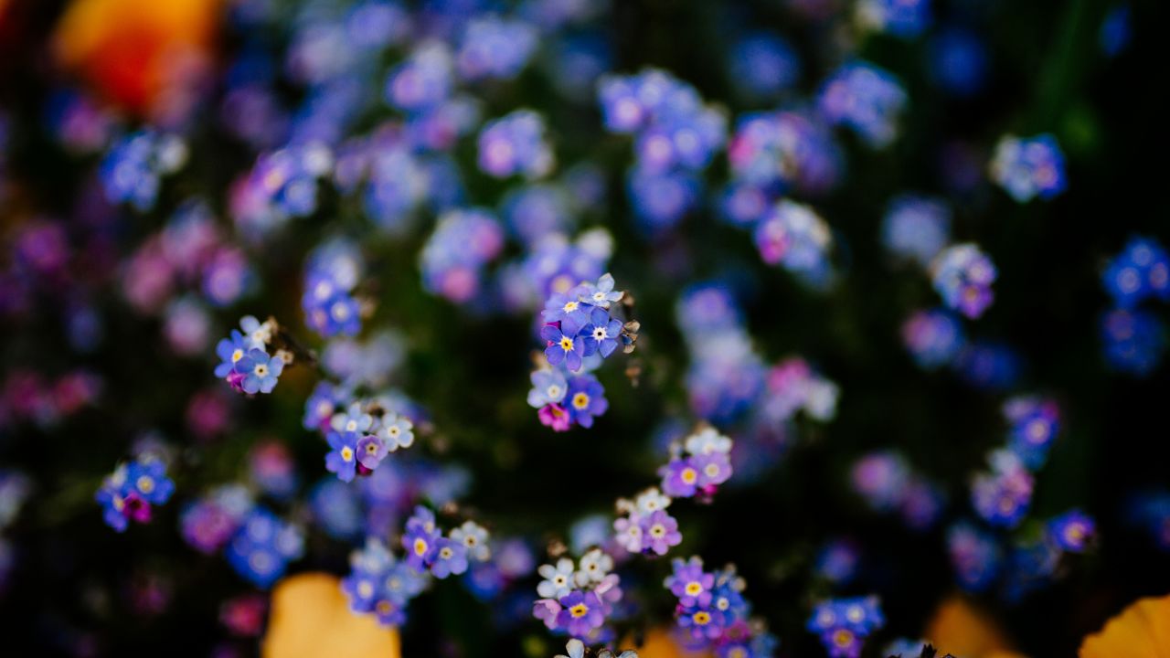 Wood forget-me-not