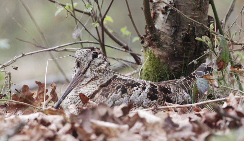 Woodcock sat on its nest among fallen oak leaves