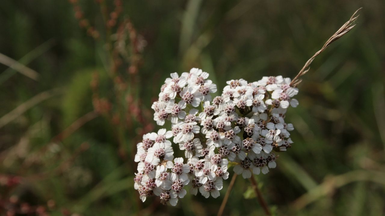 Yarrow