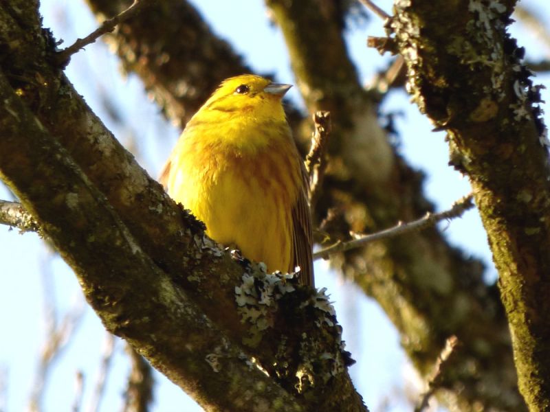 A yellowhammer bird perching on the branch of a tree