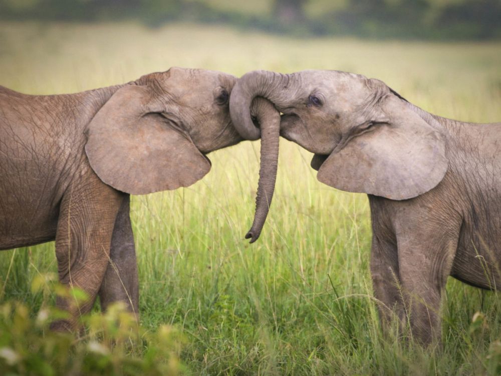 2 young elephants with their trunks joined together