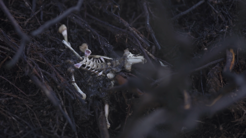 photo of animal bones on burnt moorland, Yorkshire Dales