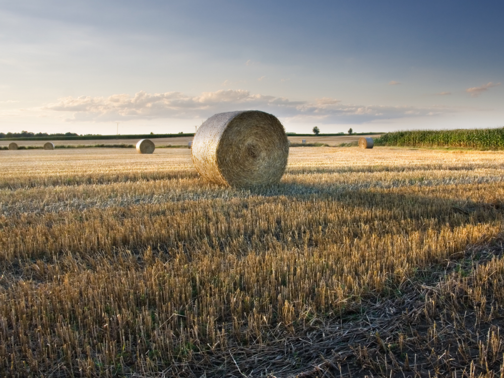 Bale of hay in a field in the frosty morning light