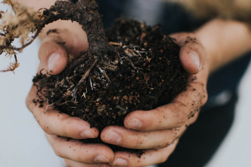 Two hands holding soil with small plant roots
