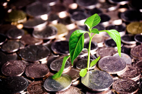 Money and plant