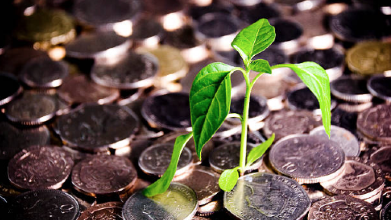Money and plant