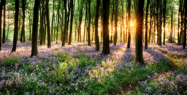 Flowery woodland at sunrise, with a bright sun peaking out, radiating light from behind the trees. 