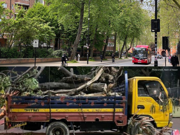 A comparison image showing healthy urban trees in Camden, London and felled trees in Dhaka, Bangladesh